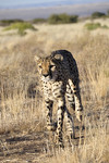 Gef�hrdete Tierart: Leopard in Namibia