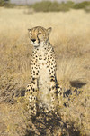 Gef�hrdete Tierart: Leopard in Namibia