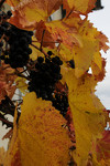 Herbstlaub an der Weinrebe mit den reifen Trauben. Automn leaves